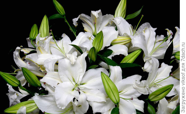 Я знаю, Вы любите лилии... С Днём рождения!