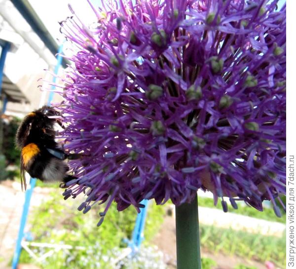 может тоже рокамболь!?