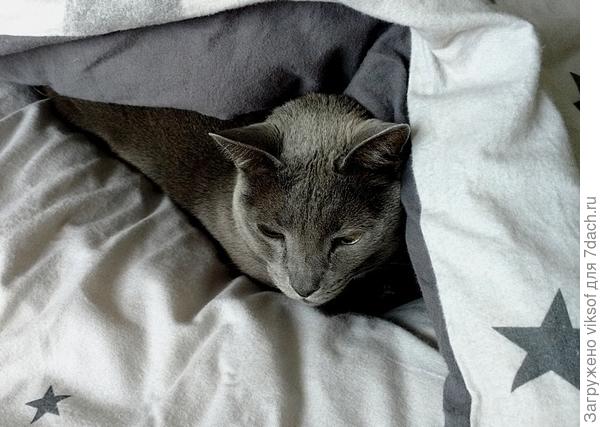 отсыпается к лету, на даче не до сна