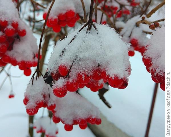 у соседки на даче