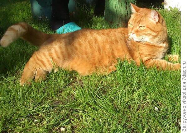 Вот наш Рыжий, поэтому и водит нас Витас на поводке