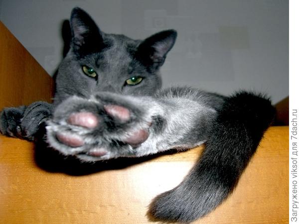 вылизанной до блеска лапкой тебя приветствует и поздравляет кот Витас