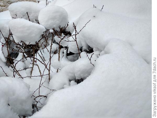 Чисто и пушисто