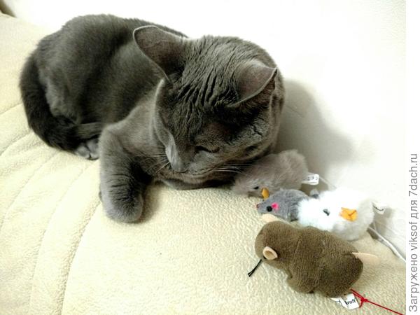 ... устал ловить мышей...