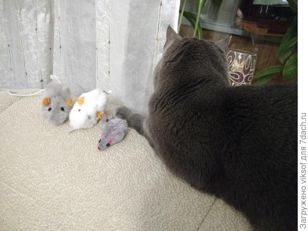 Витас тоже расстроился, дажемышкам не рад, обещали же его номинацию в марте...