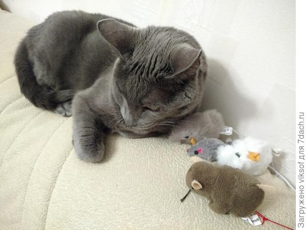 И Витасу травку, а то мышки его уже не радуют, а привет он завсегда передает