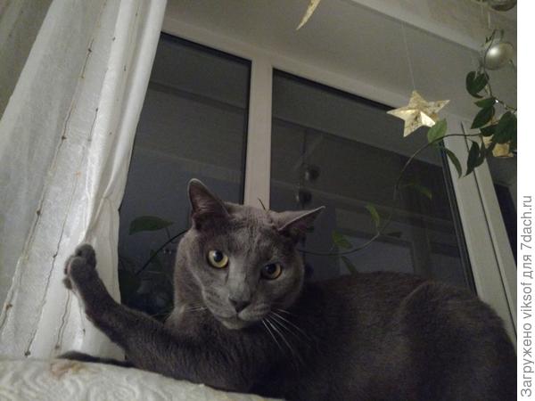 Это зимой ему не нужна лестница, а на даче нам с ним очень надА и в сапожках, чтобы не скользила!