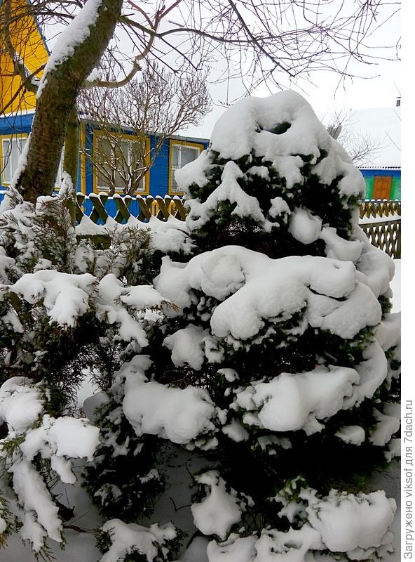 Столько интересных образов видится, но хорошо, что стряхнули снег, оттепель ожидается, а это уже хуже