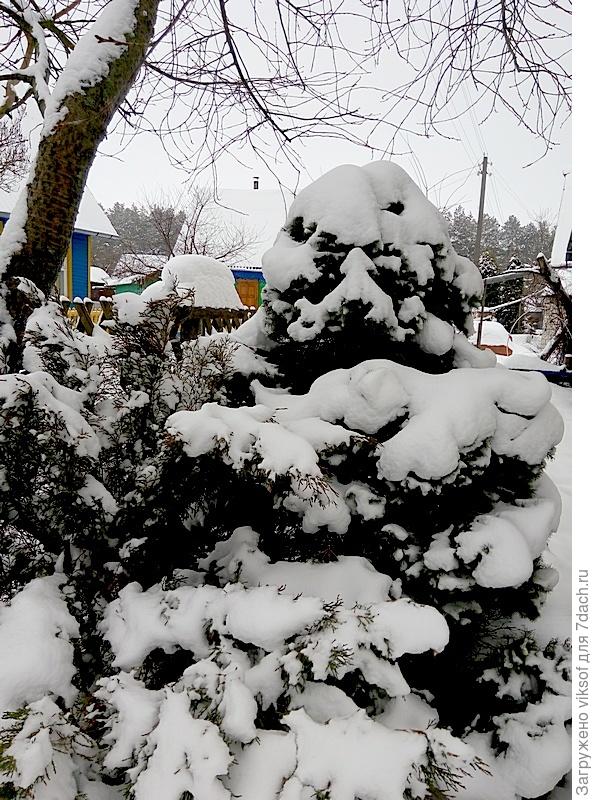 а вот и коника моя красавица, любуйтесь, а я пойду любоваться твоими подснежниками январскими, спасибо!