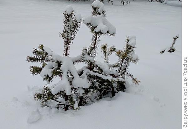 эта сосенка повыше, поэтому видна