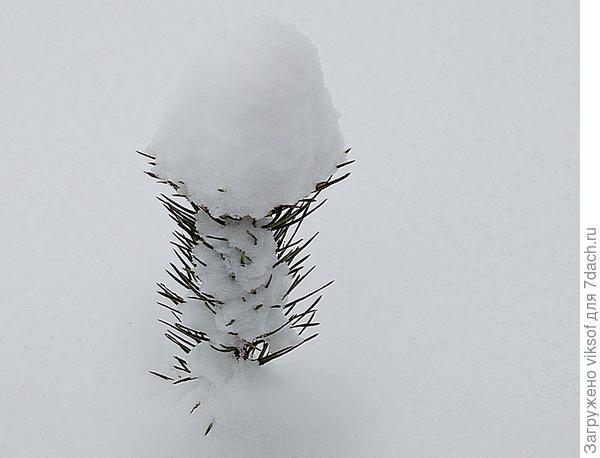 вся сосенка в снегу