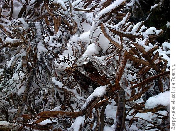 Акация в ледяном плену