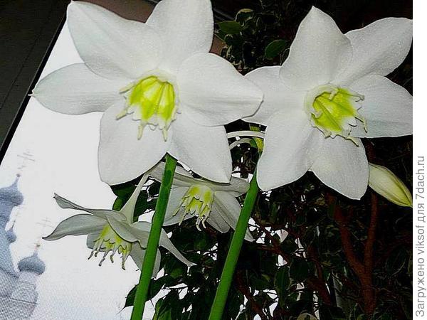 помню и его прекрасное цветение и удивительный аромат