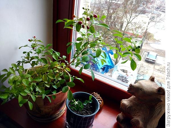 Вот мама Людочкиной мурайи с ягодами, а рядом ещё детки и уже цветут