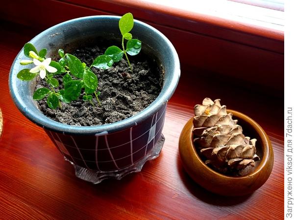 Вот эти крохи выросли из зёрнышек съеденных ягод