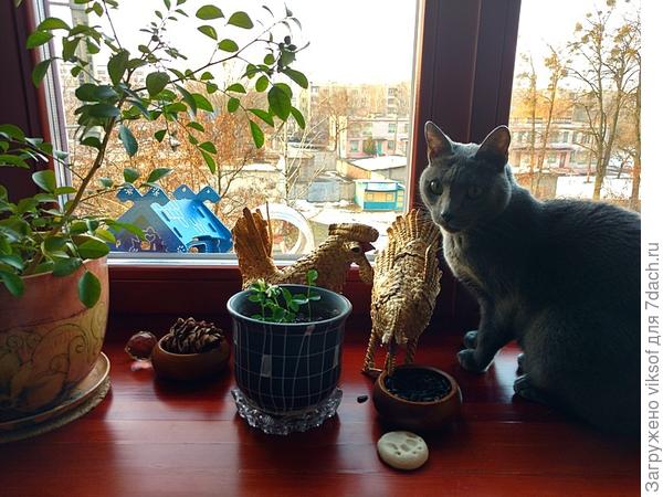 Витас на улицу не выходит, ждёт весну и отъезд на дачу