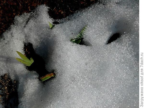 и не холодно им, а впереди ещё морозы