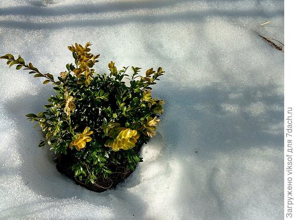 и самшитики уже без снежной шапочки и шарфика