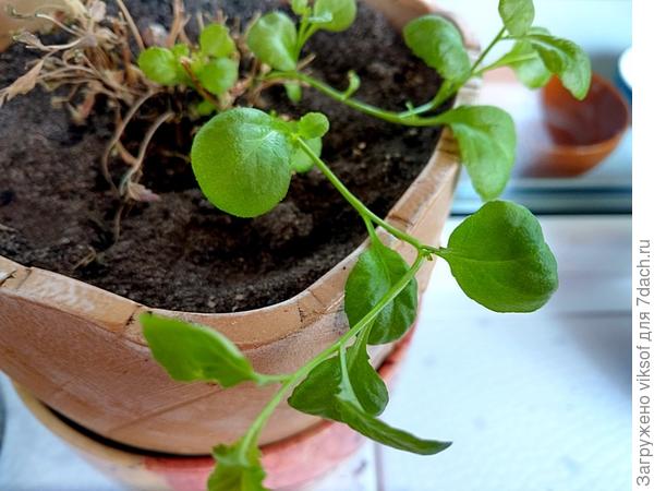 это лобелия - осенью откопала кусочек и в горшочек, а она глянь-ка растёт и без полива, завтра подкормлю. вот я уже с нею точно от зимней спячки отойду