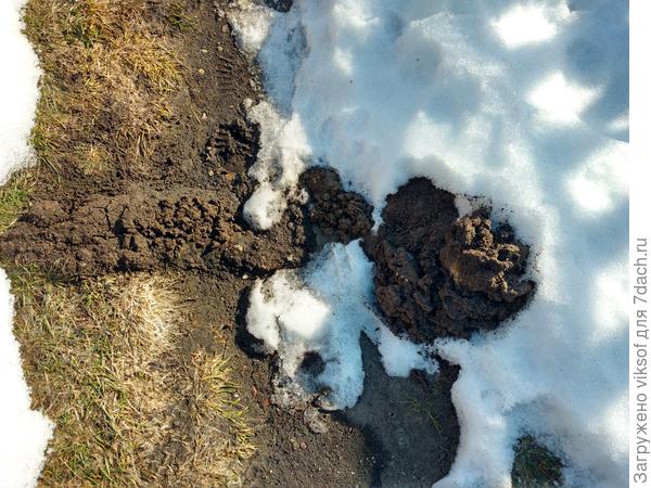 Крот проснулся, строит новые ходы, так что скоро - Весна! И мы будем сеять семена!