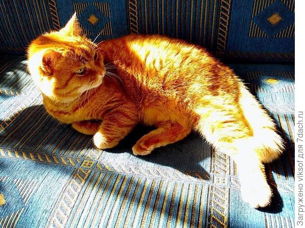 Сосед по даче - Рыжий Лёнька, он уже за радугой, но по-прежнему это рыжее счастье дарит нам радость в ненастье