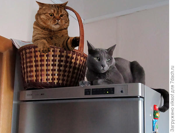 Кот Федот в гостях у Витаса собственной персоной, фотомонтаж от fotojazz