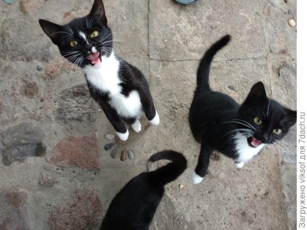 а этим артистам повезло их ещё осенью забрали домой