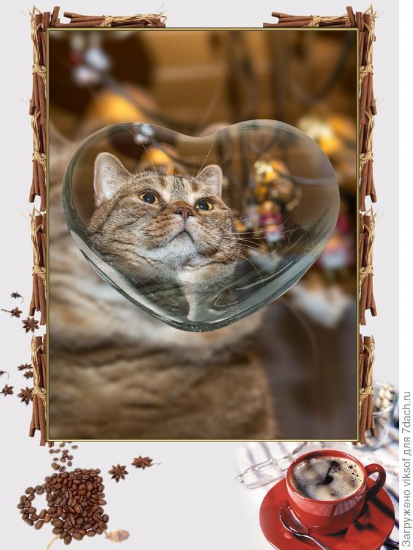 Сегодня ещё и всемирный День кошек, я не умею вот так творить, но уж очень понравилась мне эта фотография и я делюсь ею с тобой!