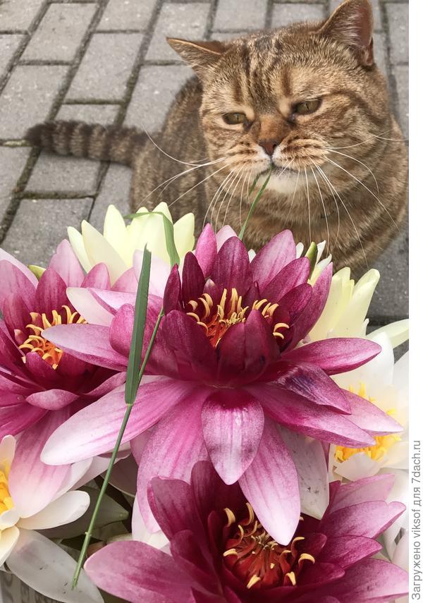 Мудрый, опытный и галантный Федот опередил Витаса