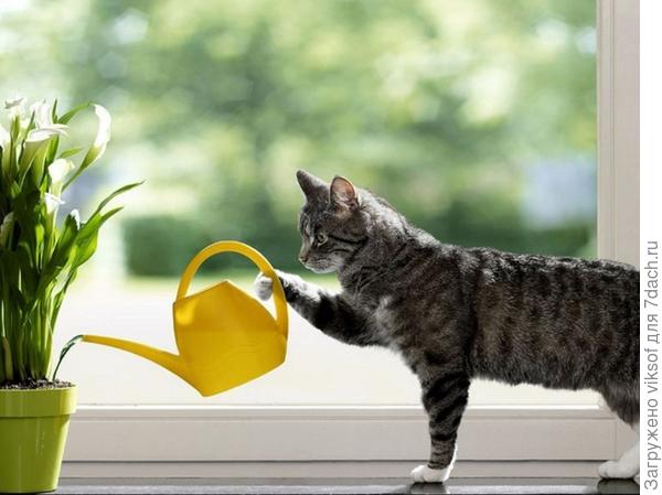 и леечка такая есть, но Витас так и не осмелился полить - меры не знает