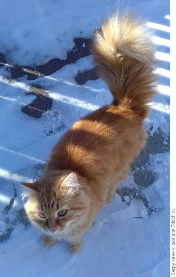 один хвост чего стоит