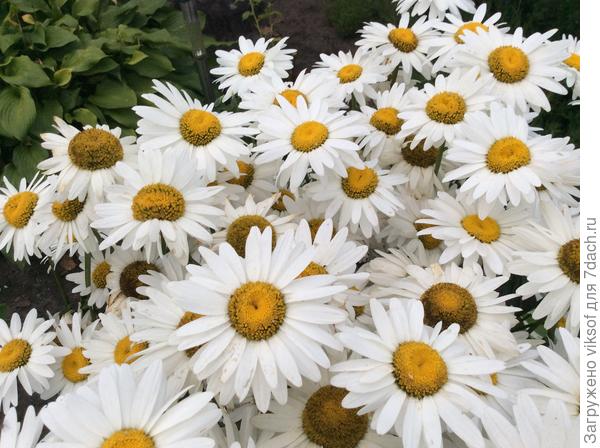 Для любимой Наташки мои любимые ромашки!