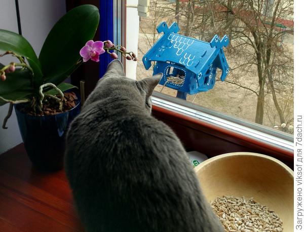 Витас говорит, что Весна пришла, он  видел!