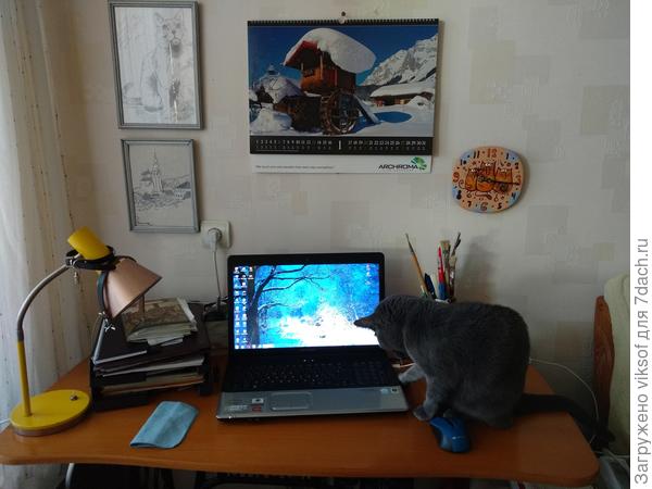 Хозяюшка, не мешай - я сам во всём разберусь! Сейчас отправлю фотки для дружка Федота из Тульской губернии