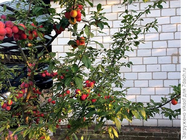 надо срочно почитать про формирование кроны, она у меня