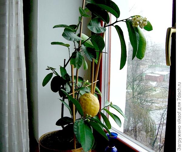 и цветы, и плодик (извини за оффтоп, будь он не ладный)