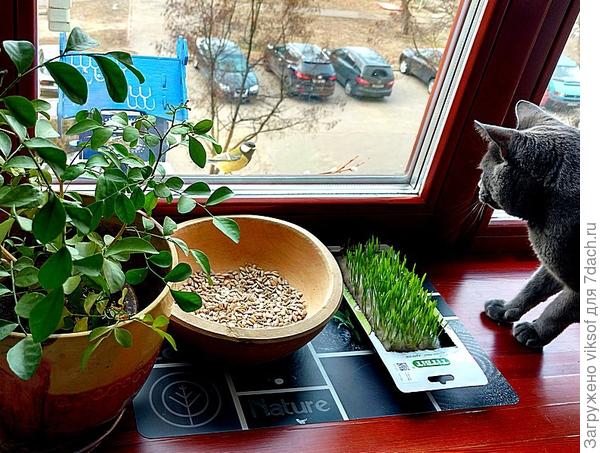 сейчас с синичками разберётся и...