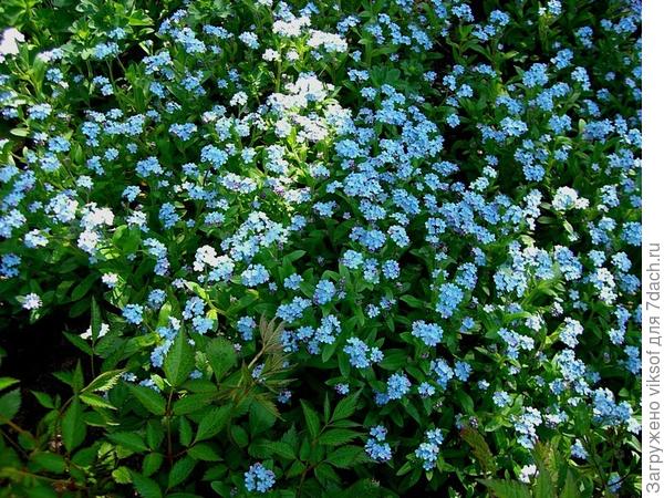 Кусочек неба в каждом крохотном цветочке