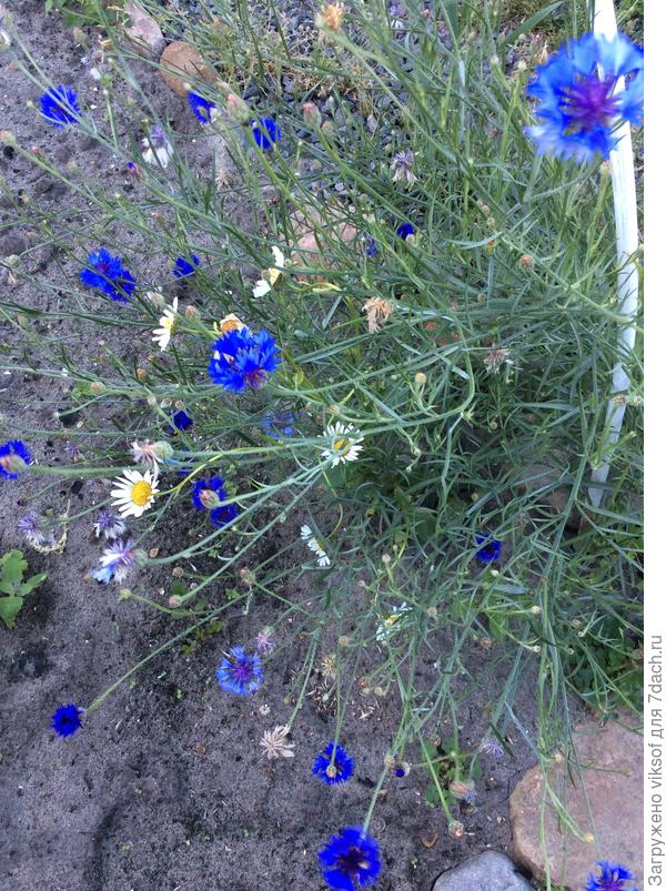 Чуть—чуть синего, скорее бы лето!