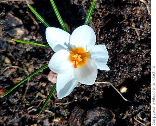 Они скоро-скоро расцветут и у вас