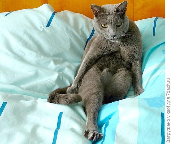 А Витас проснулся и не понимает - почему я такая весёлая, пойду угощать домашних... в честь Нового года