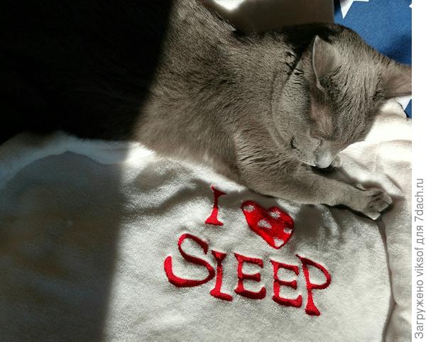 А Серый спит, а когда просыпается...