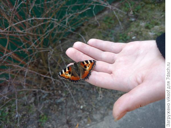 Бабочка присела на ладошку отдохнуть - Весна!