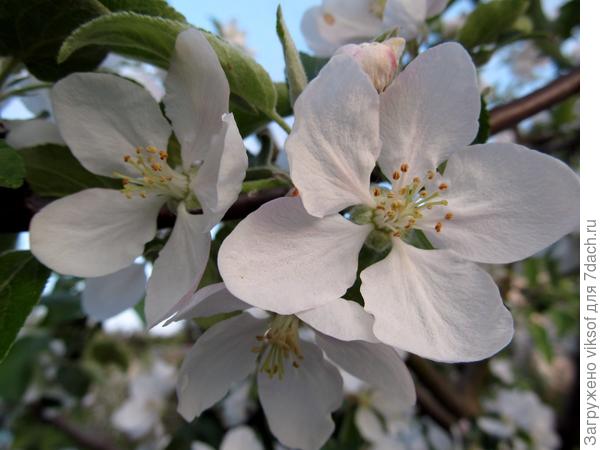 Пусть цветут наши сады!