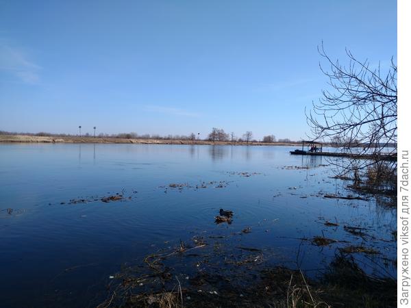 На реке Березина утки уже парами,