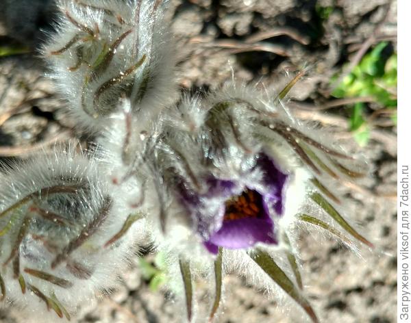 А мой любимый пострел вот-вот распустится