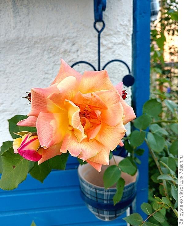 заявлена была золотой, но пока вот такая, а твоя красавица, спасибо, что показала