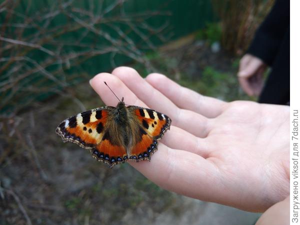 Внучка увидела на дорожке, подняла и бабочка доверчиво устроилась у неё на ладошке