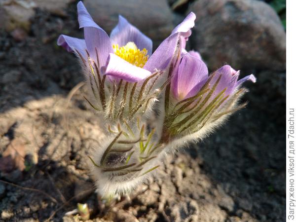С радостью дарю вам своего первенца - любимого прострела, это его первое цветение...