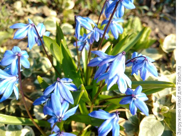 И милые пролески